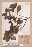 Litsea akoensis Hayata ̪Fl