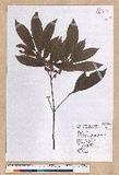 Litsea elongata (Wall. ex Nees) Benth. et Hook. f. var. mushaensis (Hayata) J. C. Liao l