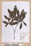 Litsea elongata (Wall. ex Nees) Benth. et Hook. f. var. mushaensis (Hayata) J. C. Liao l