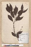 Machilus philippinense Merr. ߻