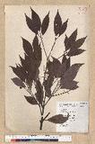 Machilus philippinense Merr. ߻