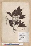 Machilus philippinense Merr. ߻