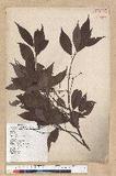 Machilus philippinense Merr. ߻