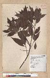 Machilus philippinense Merr. ߻