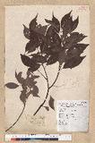 Machilus philippinense Merr. ߻