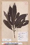 Litsea acutivena Hayata Uߤl