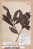 Litsea acutivena Hayata Uߤl