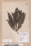Litsea acutivena Hayata Uߤl