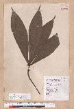 Litsea acutivena Hayata Uߤl