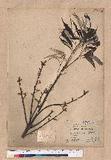 Cyclobalanopsis glauca (Thunb.) Oerst. CR