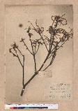 Cyclobalanopsis glauca (Thunb.) Oerst. CR