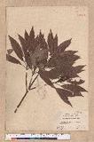 Actinodaphne nantoensis (Hayata) Hayata n׷