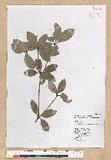 Neolitsea buisanensis Yamamoto & Kamikoti Z¤ssl
