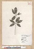Neolitsea aciculata (Blume) Koidz. var. variabillima (Hayata) J. C. Liao ܸsl