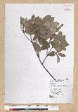 Neolitsea buisanensis Yamamoto & Kamikoti Z¤ssl