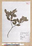 Neolitsea buisanensis Yamamoto & Kamikoti Z¤ssl