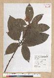 Neolitsea villosa (Blume) Merr. sl
