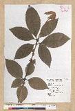 Neolitsea villosa (Blume) Merr. sl