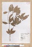 Neolitsea hiiranensis Liu & Liao nssl