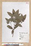 Neolitsea hiiranensis Liu & Liao nssl