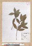 Neolitsea hiiranensis Liu & Liao nssl