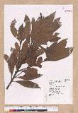 Litsea acuminata (Blume) Kurata l