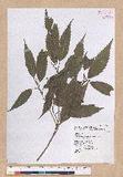Cyclobalanopsis stenophylloides (Hayata) Kudo & Masamune ex Kudo UR