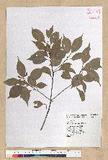 Machilus philippinense Merr. ߻