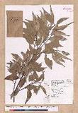 Cinnamomum brevipedunculatum C. E. Chang p
