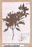 Cinnamomum brevipedunculatum C. E. Chang p