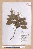 Lithocarpus hancei (Benth.) Rehder T_