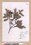Cinnamomum reticulatum Hayata g