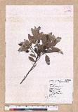 Cinnamomum reticulatum Hayata g
