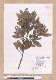 Cinnamomum reticulatum Hayata g