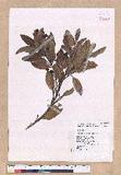 Cinnamomum reticulatum Hayata g