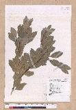 Cinnamomum reticulatum Hayata g