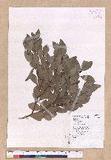 Cinnamomum reticulatum Hayata g