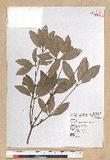 Neolitsea hiiranensis Liu & Liao nssl
