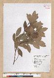 Neolitsea hiiranensis Liu & Liao nssl