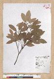 Neolitsea hiiranensis Liu & Liao nssl
