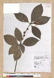 Neolitsea villosa (Blume) Merr. sl