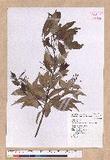 Cinnamomum brevipedunculatum C. E. Chang p