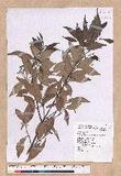 Cinnamomum brevipedunculatum C. E. Chang p