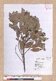 Cinnamomum reticulatum Hayata g