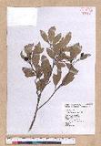 Cinnamomum reticulatum Hayata g