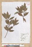 Neolitsea hiiranensis Liu & Liao nssl