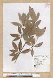 Neolitsea hiiranensis Liu & Liao nssl
