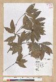Neolitsea hiiranensis Liu & Liao nssl