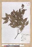 Neolitsea hiiranensis Liu & Liao nssl