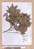 Cinnamomum reticulatum Hayata g